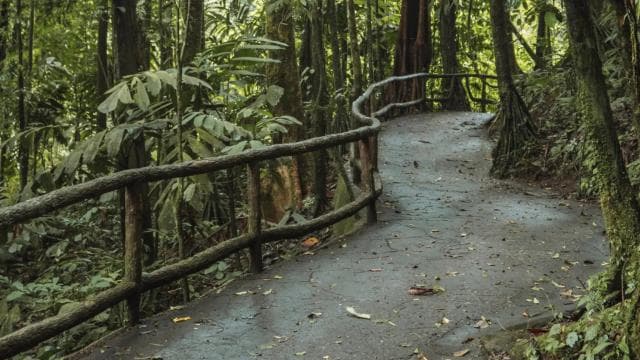 Fortuna Arenal: Hängende Brücken im tropischen Regenwald von Arenal — Guided tour and outdoor activity