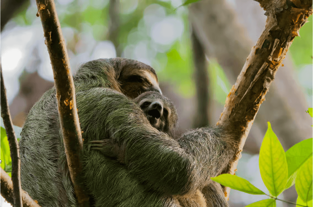Manuel Antonio Park: Guided Walking Tour with a Naturalist — Guided tour and outdoor activity