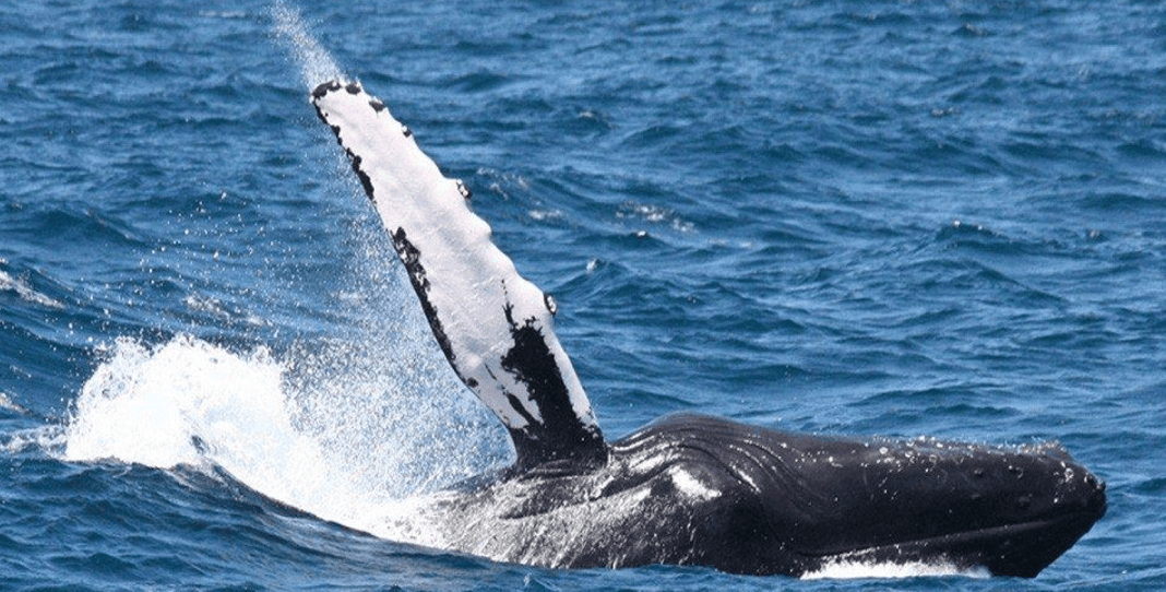 Poukisa Humpback Whales Breach: Samaná Whale Guide