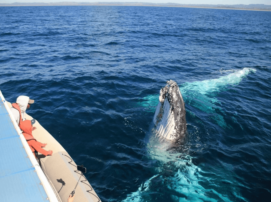 Solo Whale Watching nan Samaná: Gid yon vwayajè