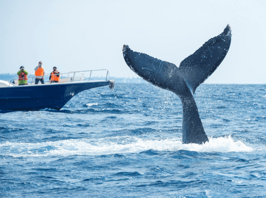 Ki jan balèn bos kominike nan Samaná Bay