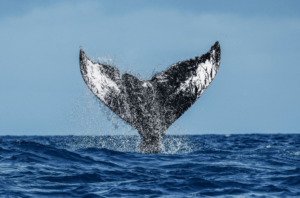 Samaná kont Miches Whale Watching: diferans kle