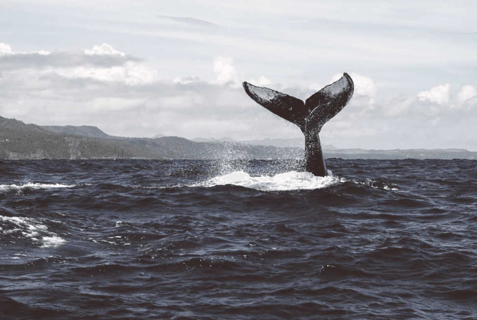 Èske Samaná Whale Watching vo li? Gid Vizitè 2027