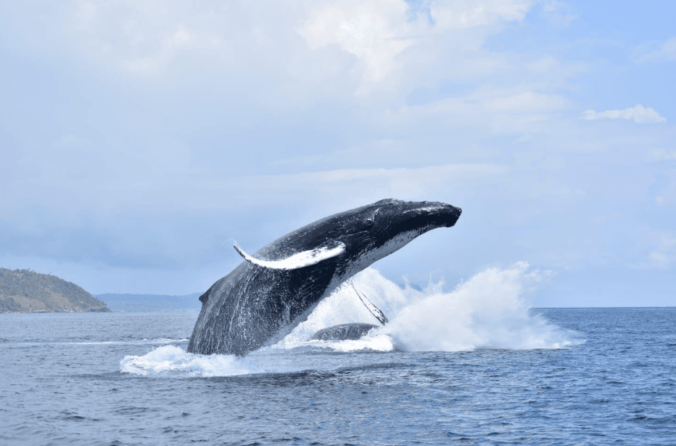 Samaná Whale-Watching Pri 2027: Depans vwayaj ak bidjè