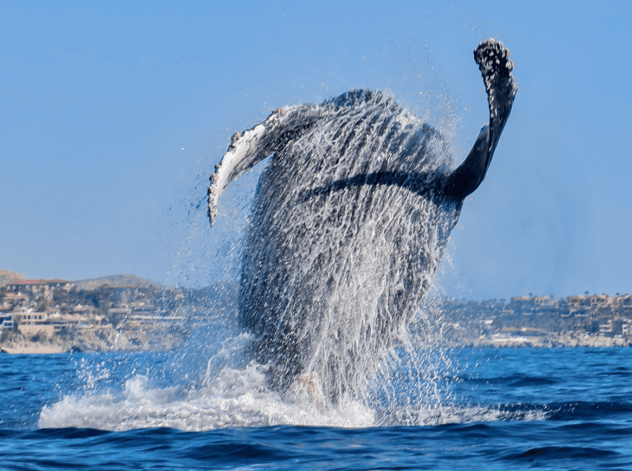 How Do Humpback Whales Navigate at Night? Explained - Punta Cana Tours Guide