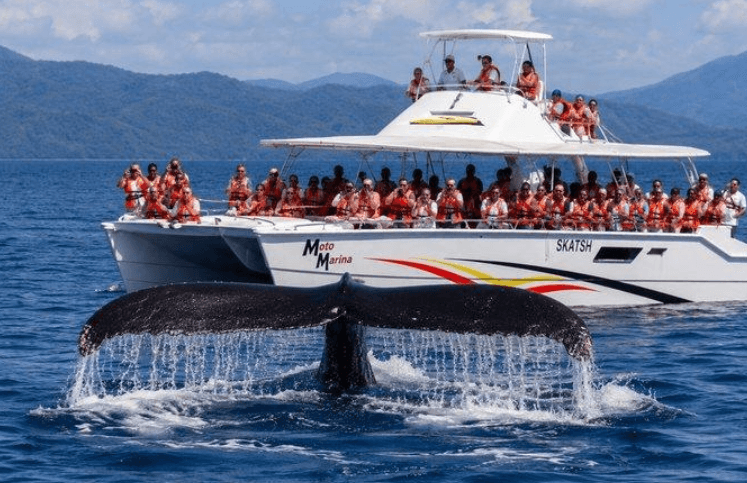 Samaná Whale Watching 2027: Sezon, Tours ak Konsèy