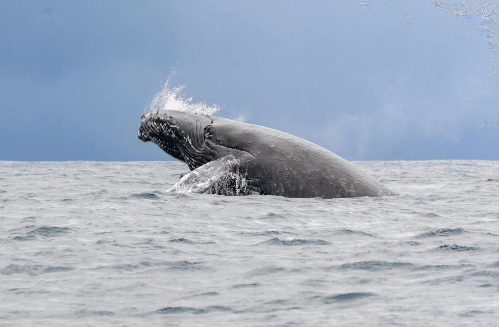 Samaná Whale-Watching Fotografi Konsèy pou 2027