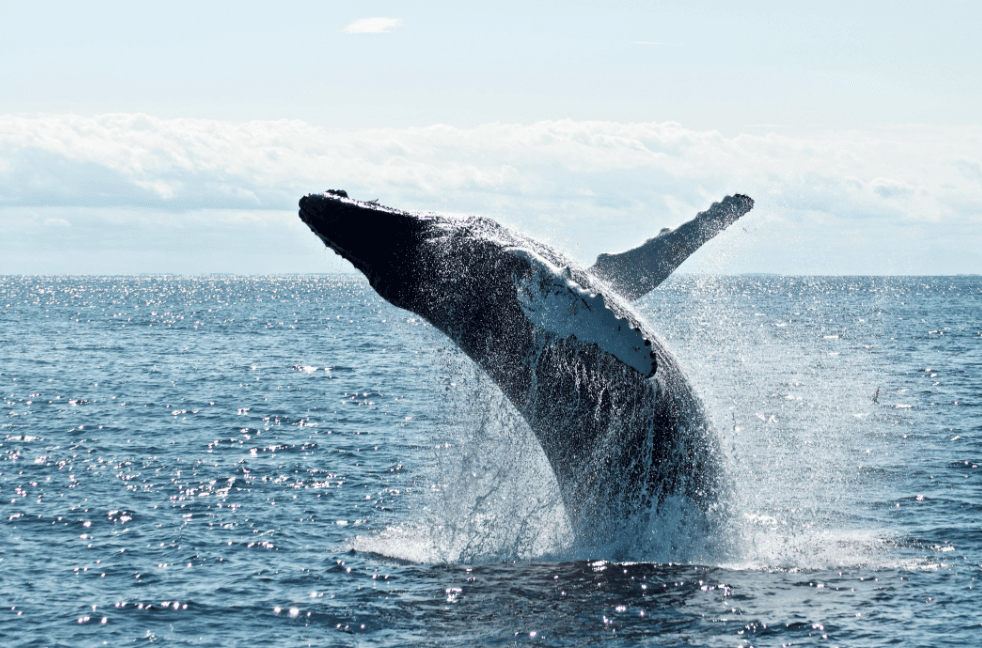 Samaná Whale Watching 2027: Gid Vizitè konplè