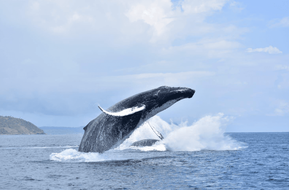Samaná Whale Watching Gid: Planifye vwayaj ou 2027