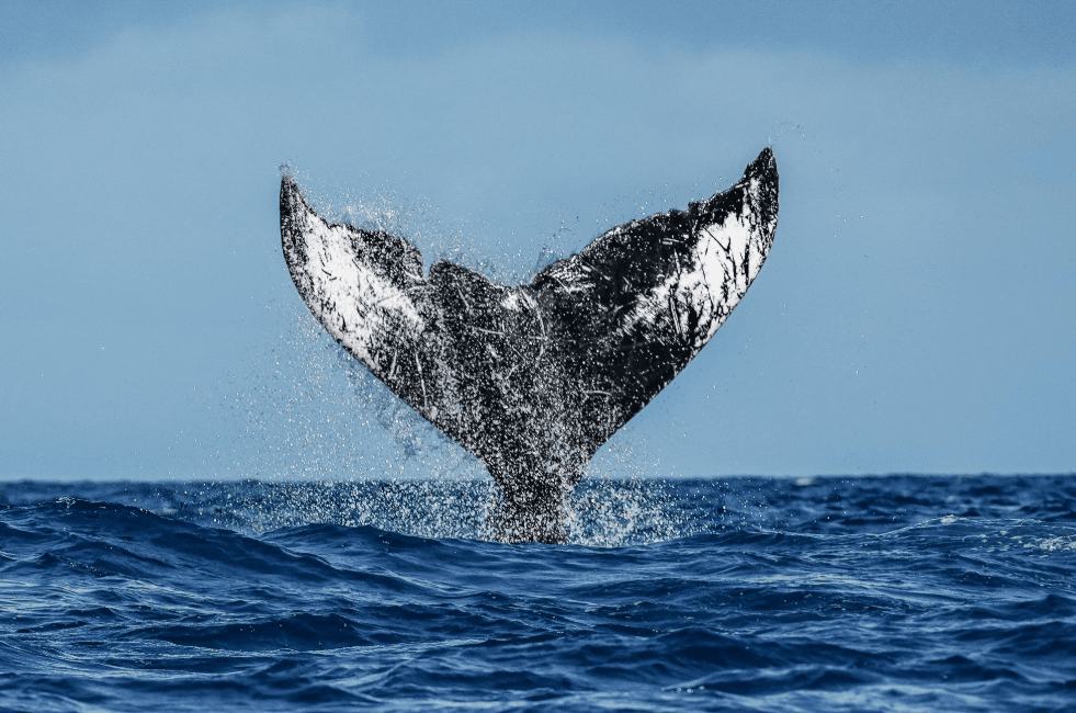 Samaná Whale-Watching Tour an reta? Kisa pou w fè