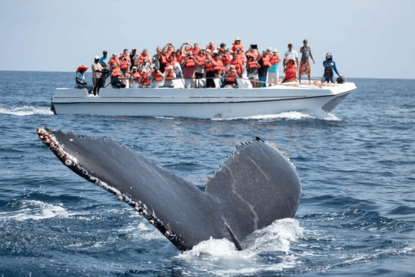 Samaná Whale Watching 2027: Konsèy pou vwayaj ou