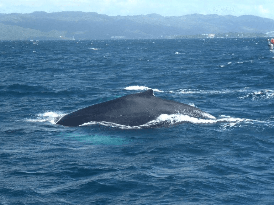 Ki jan pwofondè dlo enfliyanse balèn bos nan Samaná Bay