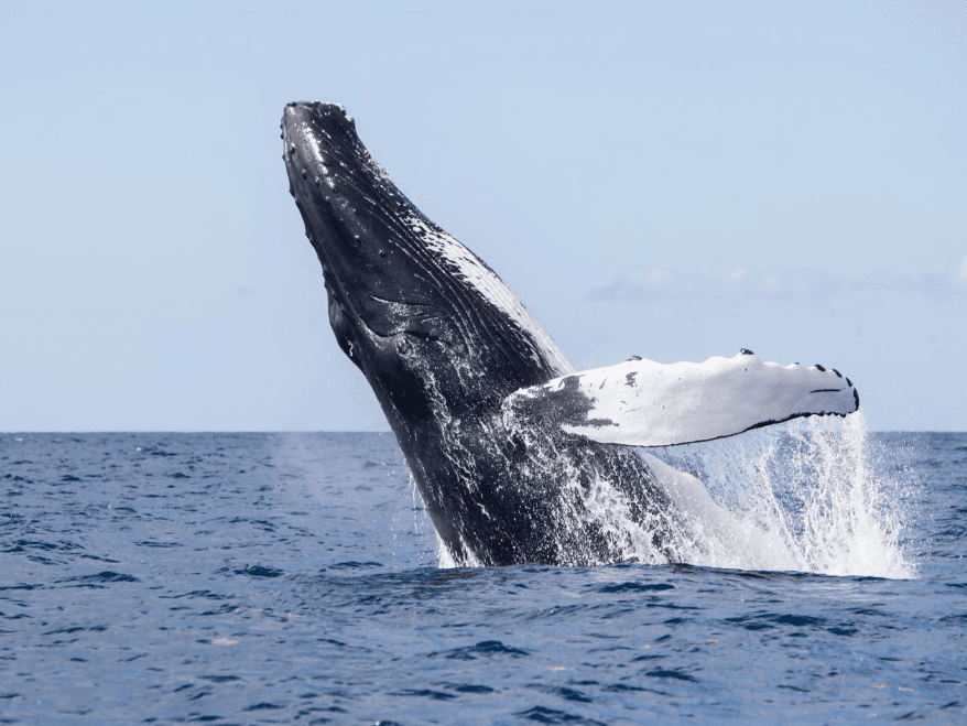 Samaná Bay Whale-Watching Map: Yon Gid Vizitè