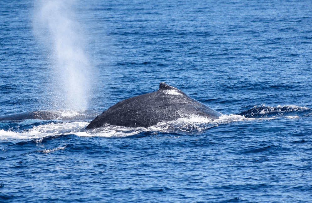 Samaná Whale-Watching Briefings: Ki sa vizitè yo ta dwe konnen