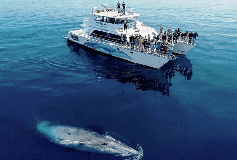 Humpback Whale Tail Flukes nan Samaná Bay: Kisa pou w konnen