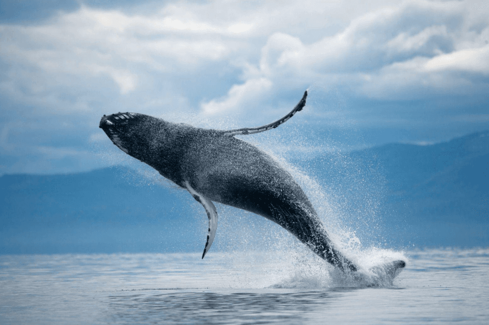 Humpback Balèn Pectoral Fins: Objektif ak Fonksyon
