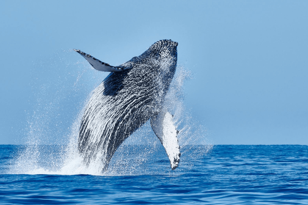 Humpback Whale Baleen: Ki jan gran sa yo filtre manje