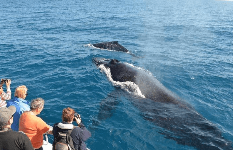 Poukisa Oseyan an chanje koulè pandan w ap gade balèn nan Samaná Bay?