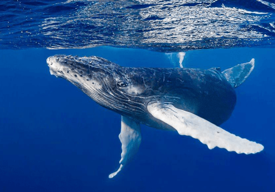 Humpback Whale Entanglement: Kòz, Risk ak Sekou