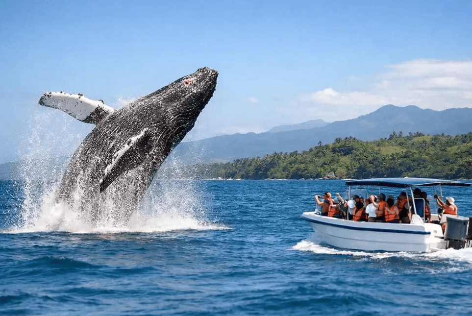 Poukisa balèn bos yo chanje vitès naje nan Samaná Bay?