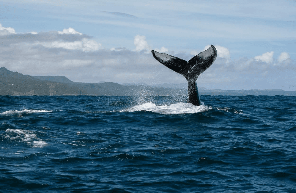 Èske Balèn Bos chante nan Samaná Bay? (Gid 2027)