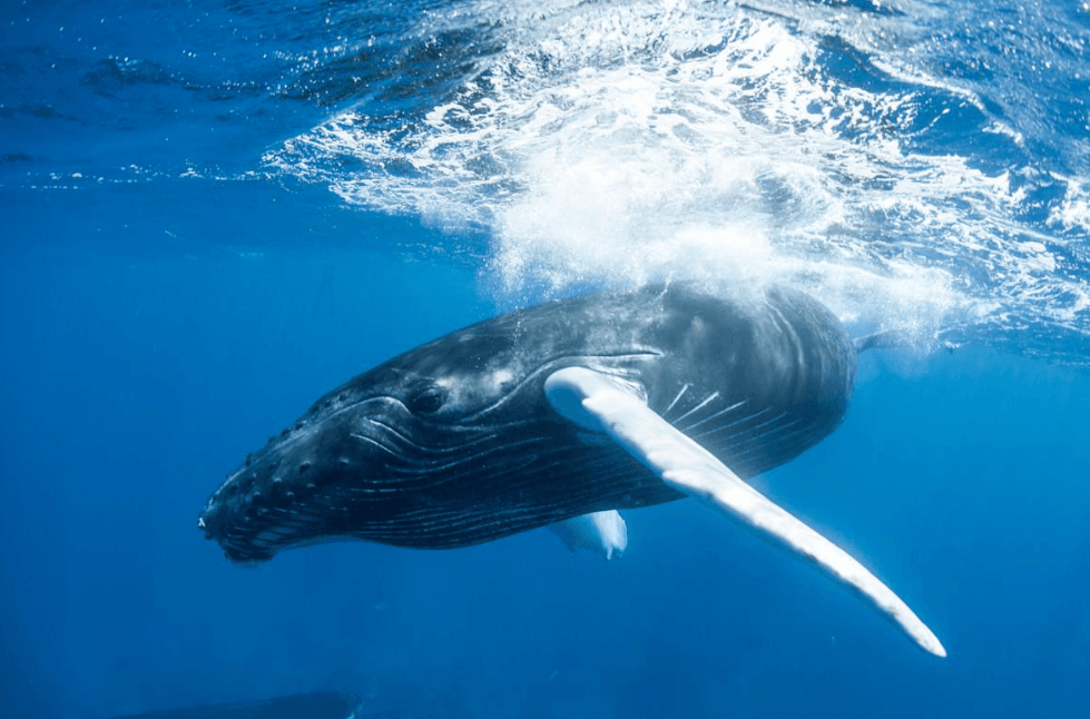 Samaná Whale Watching cu copii: Ghid de rezervare pentru familie
