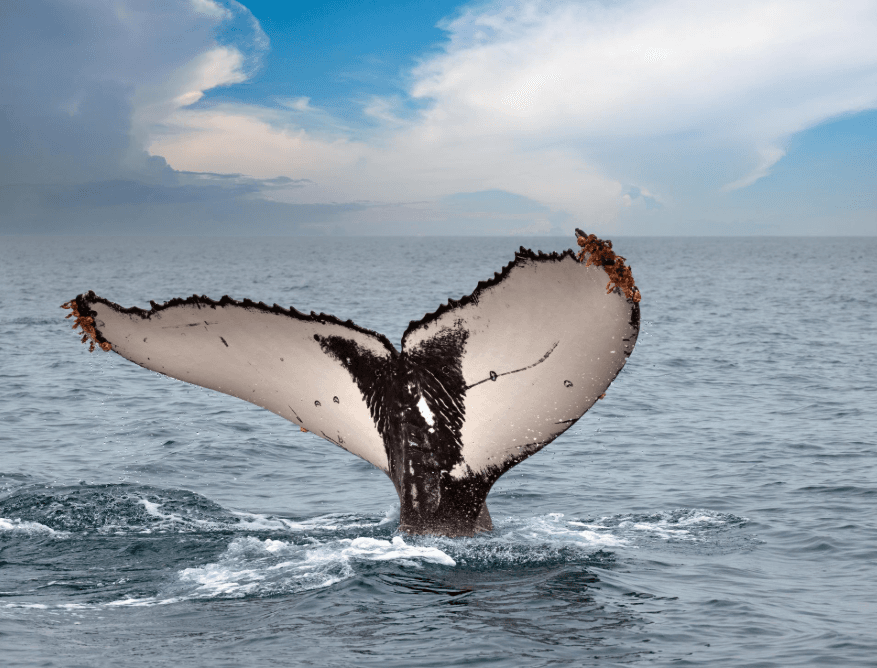 Samaná Whale-Watching Cancellation and Refund Policies