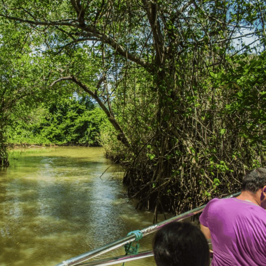 Punta Cana: Los Haitises & Caño Hondo natural pools Tour — Guided tour and outdoor activity