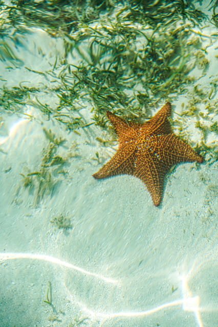 Saona Island: 6 Hour Private Tour with Snorkeling - Image 8