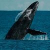 Half-Day Whale Watching Tour in Miches – Unforgettable Marine Adventure - Image 2
