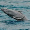Half-Day Whale Watching Tour in Miches – Unforgettable Marine Adventure - Image 5