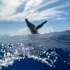 Half-Day Whale Watching Tour in Miches – Unforgettable Marine Adventure - Image 9