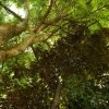 Horseback Riding Adventure to Salto Jimenoa  Jarabacoa - Image 7